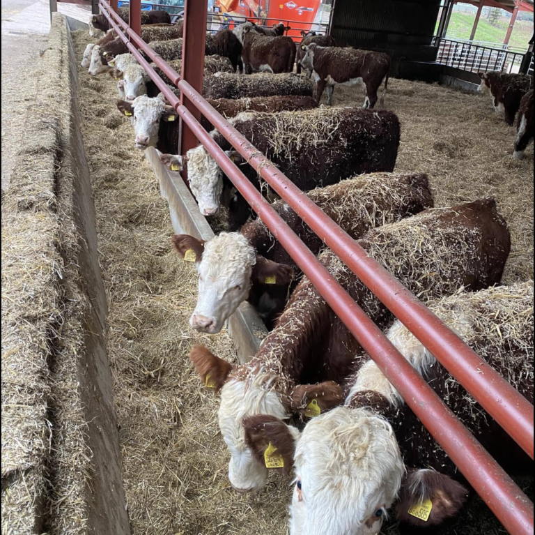 Ballingham Court farm landscape with cattle, orchards, and Wye Valley countryside in view.