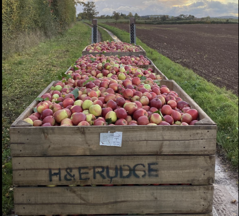 Ballingham Court farm landscape with cattle, orchards, and Wye Valley countryside in view.