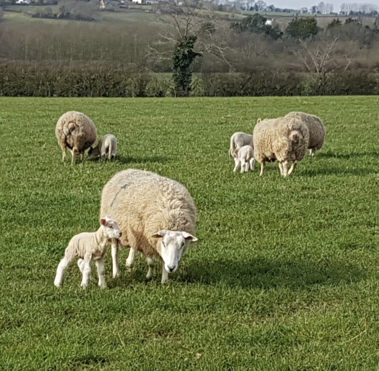 Ballingham Court farm landscape with cattle, orchards, and Wye Valley countryside in view.