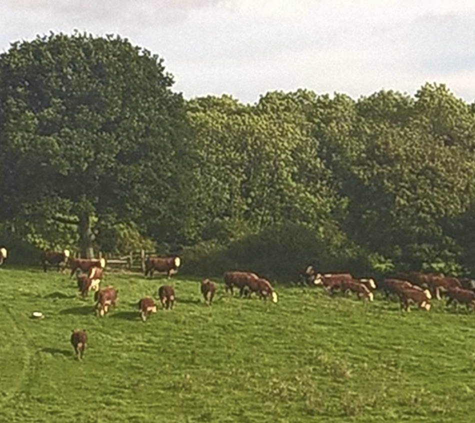Family-run farm buildings and rolling fields at Ballingham Court in the heart of the Wye Valley.